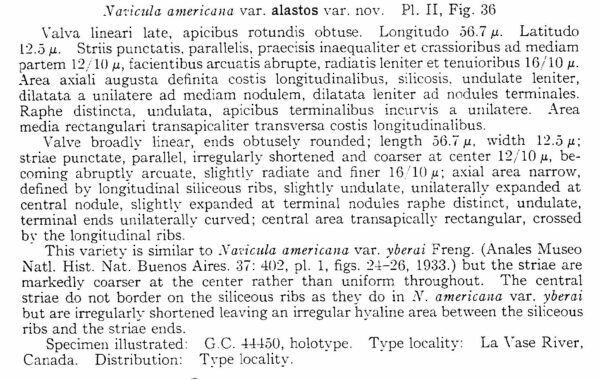 Sellaphora Alastos Origdesc001