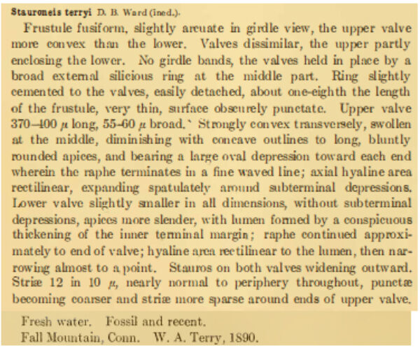 Stauroneis Terryi Orig Descr