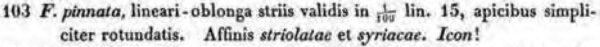 Staurosirella Pinnata  Original Description