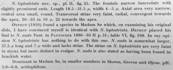 Navicula Leptostriata Orig Desc Text