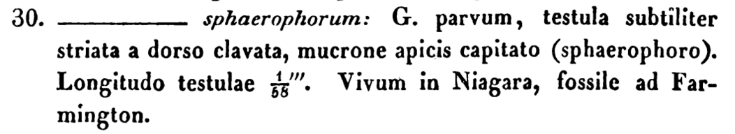 G Sphaerophorum Orgidesc