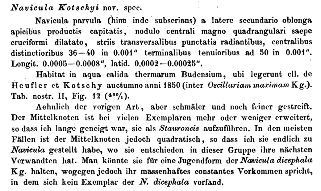 N Kotschyi Origdesc