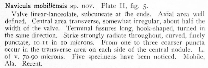 Navicula Mobiliensis Orig Desc Text