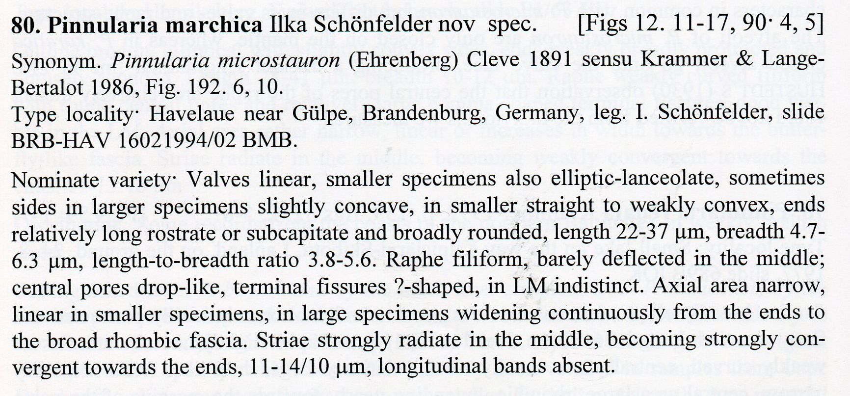 P Saprophila Description031