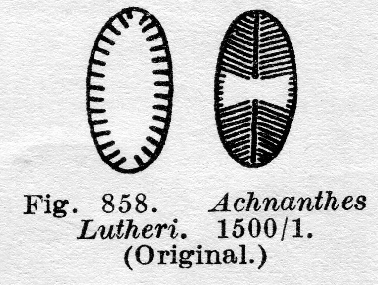 Achnanthes lutheri orig illus