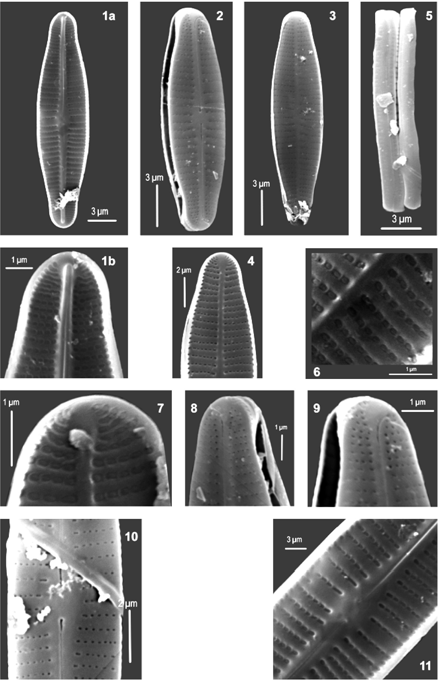 Achnanthidium druartii orig illus 2