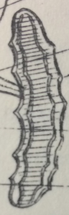 Amphicampa eruca orig illus