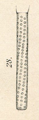 Melosira granulata var. angustissima orig illus