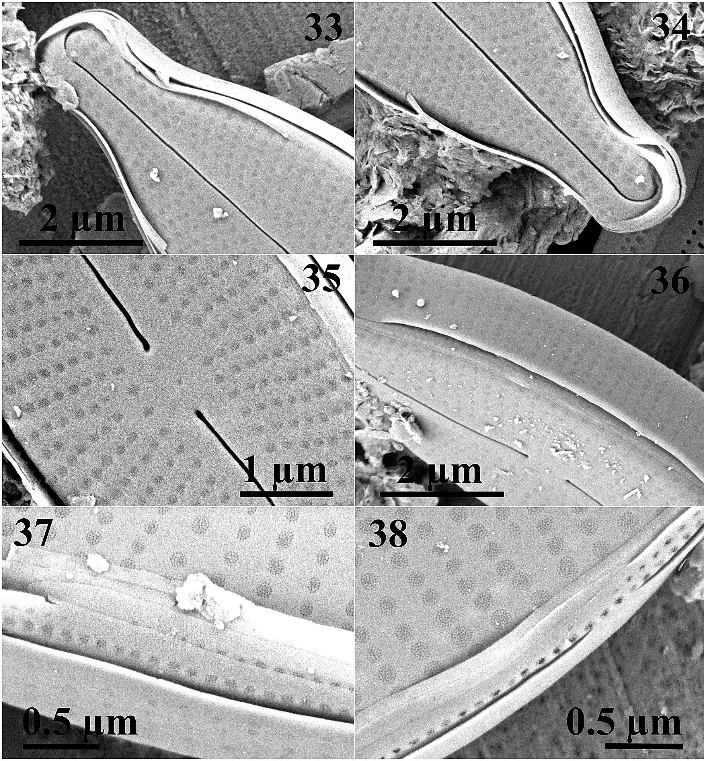 Adlafia multnomahii  SEM 2