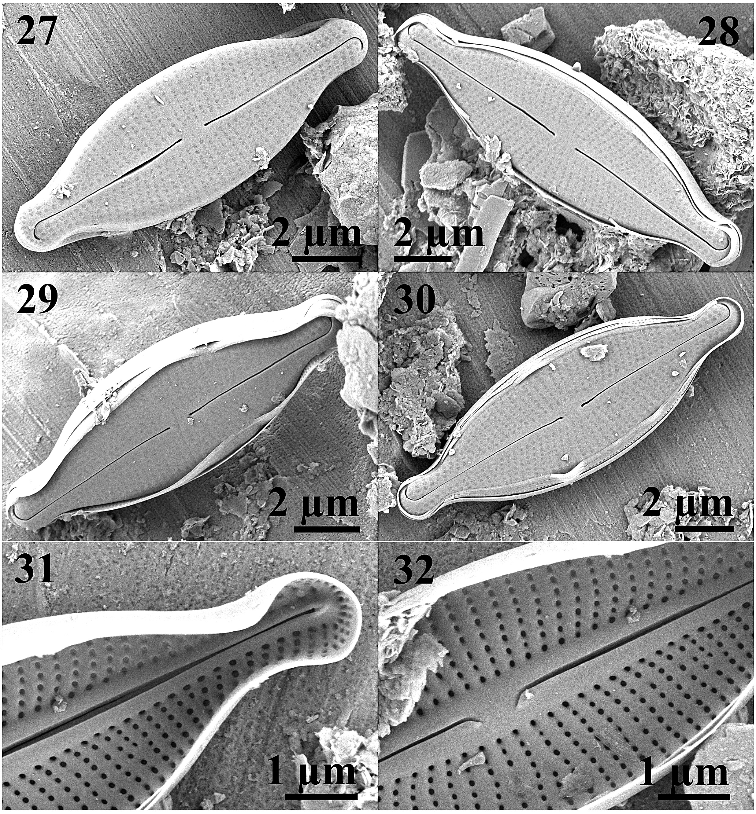 Adlafia multnomahii  SEM 1