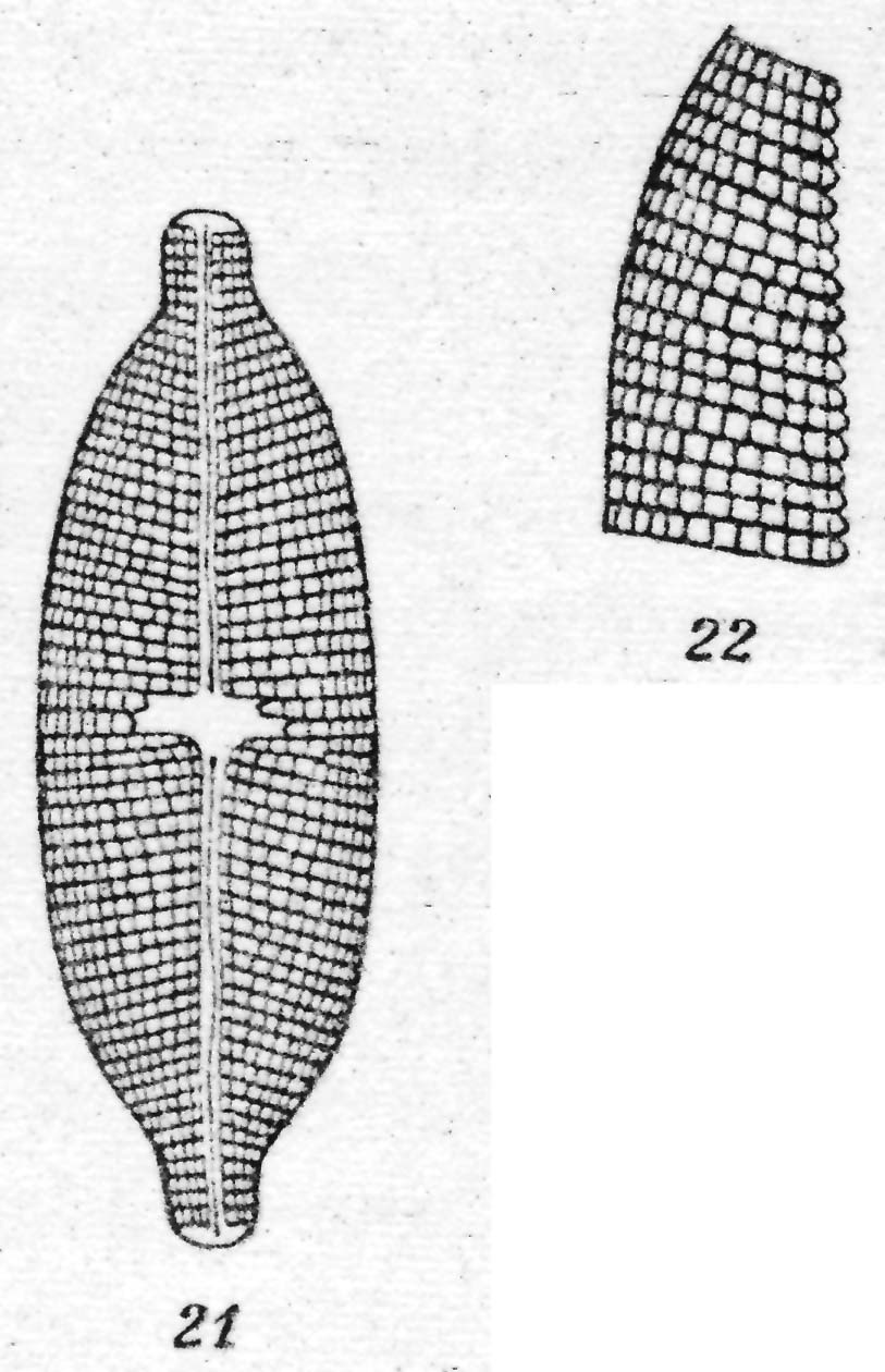 Navicula pseudotuscula orig illus