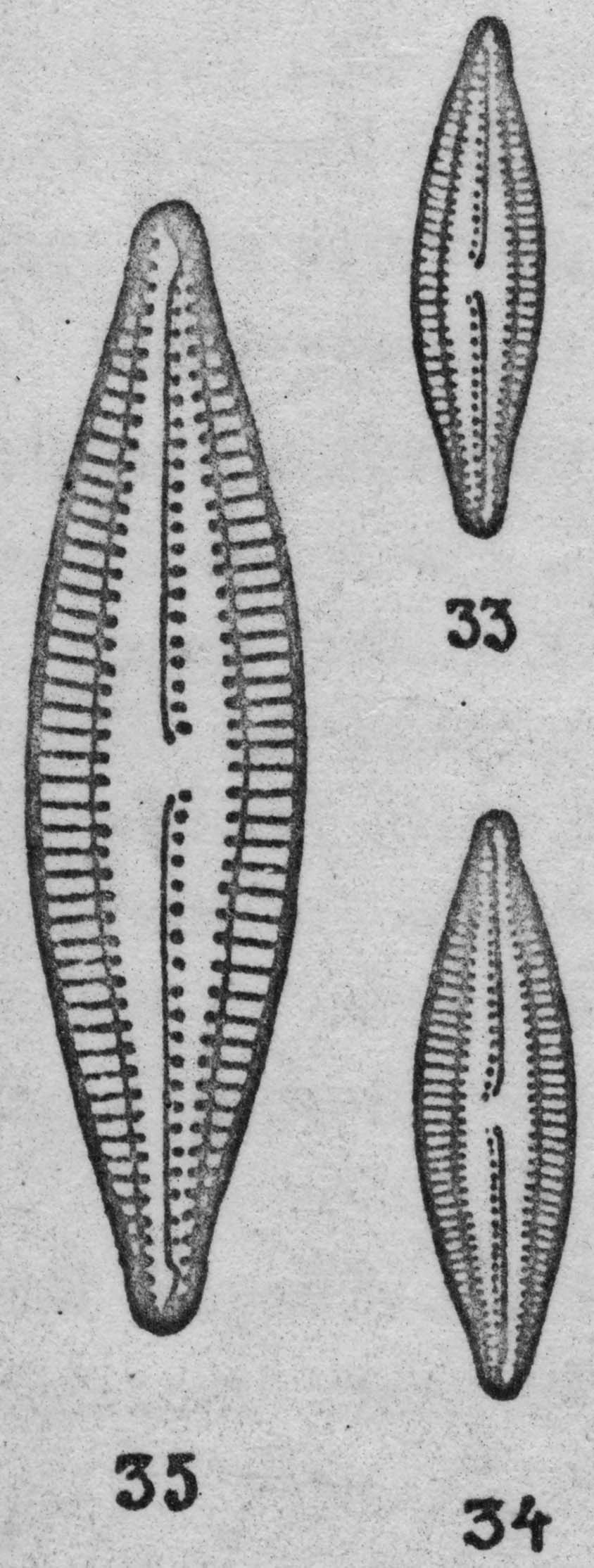  Navicula circumtexta orig illus