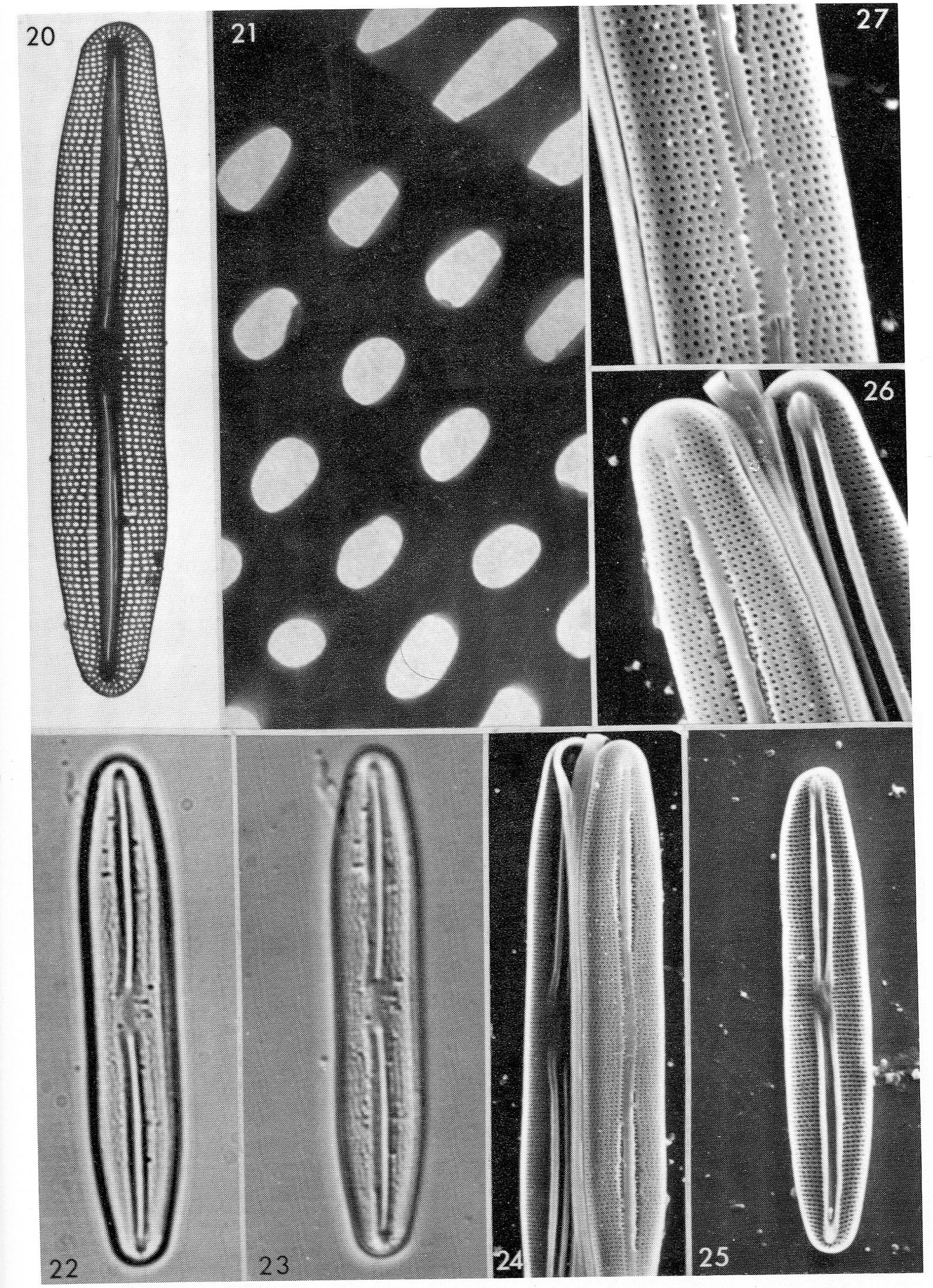 Berkella linearis orig illus