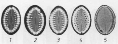 Cocconeis pseudothumensis orig illus