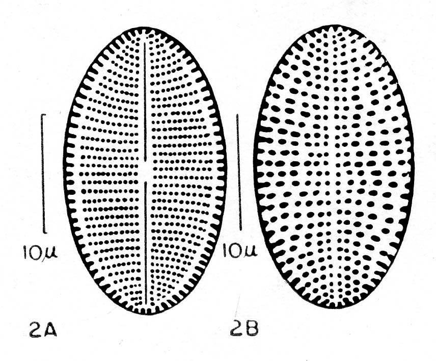 Cocconeis fluviatilis orig illus