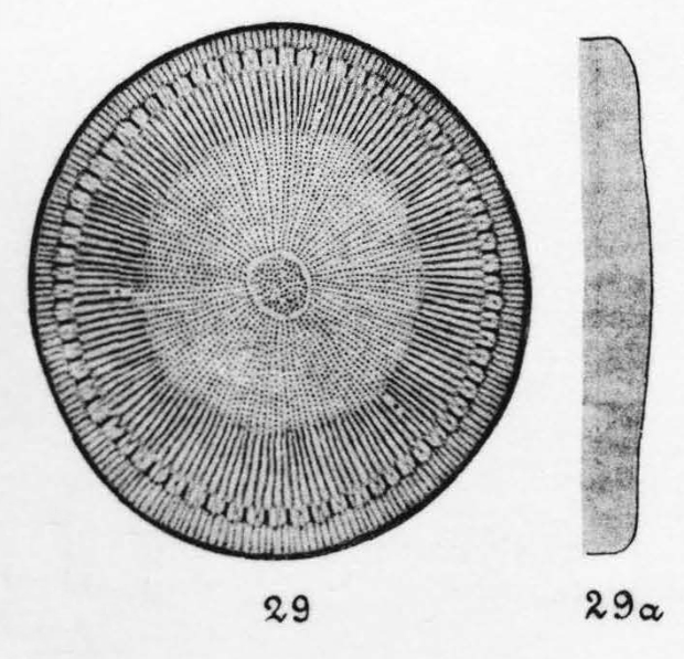 Cyclotella bodanica orig illus