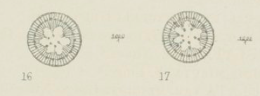 Cyclotella comensis orig illus