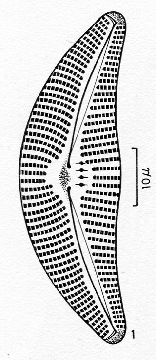 Cymbella proxima orig illus