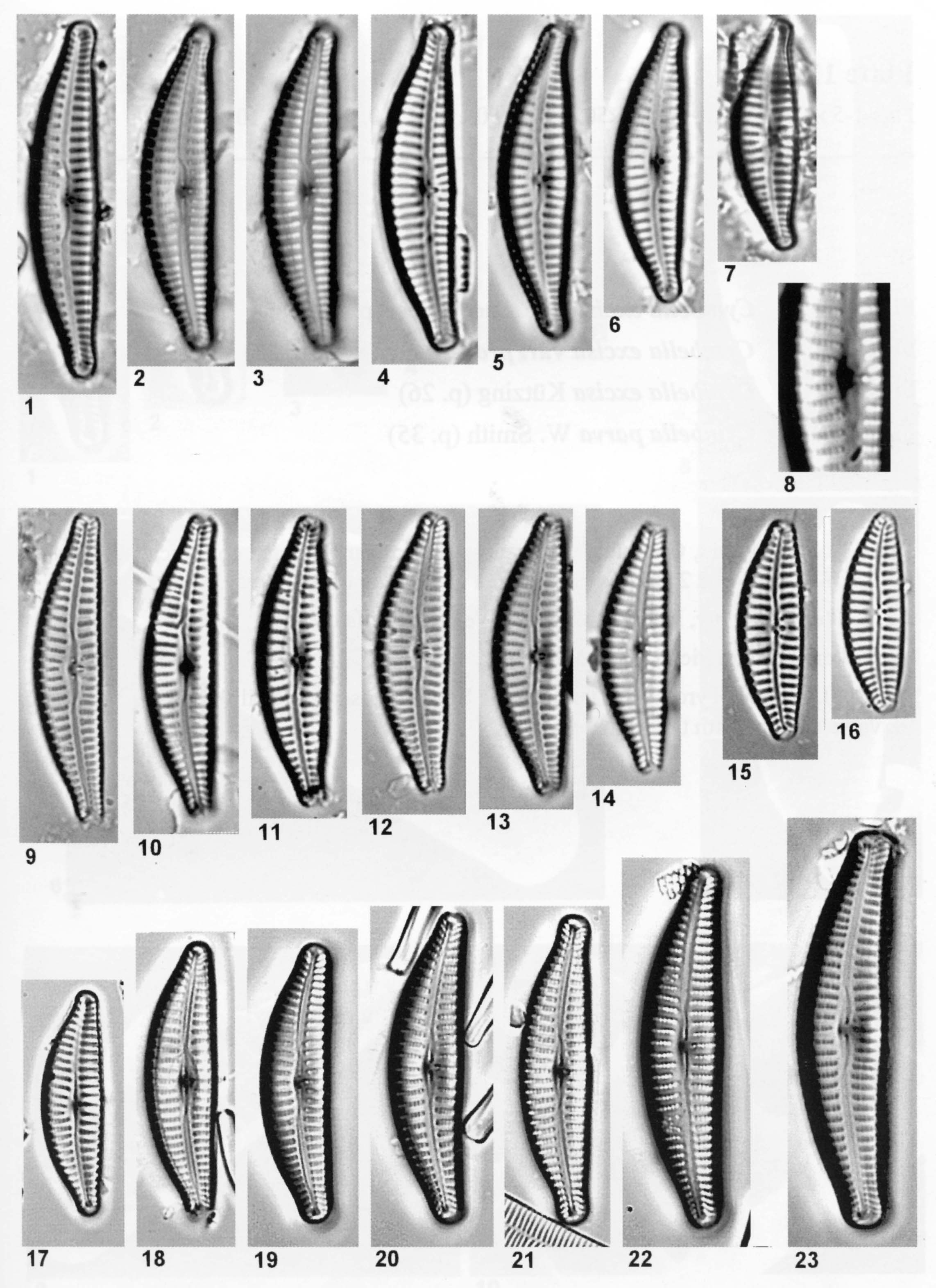 Cyclotella excisiformis orig illus