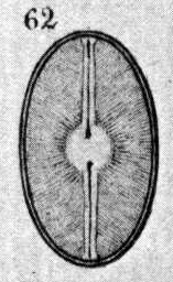 Navicula scutiformis orig illus