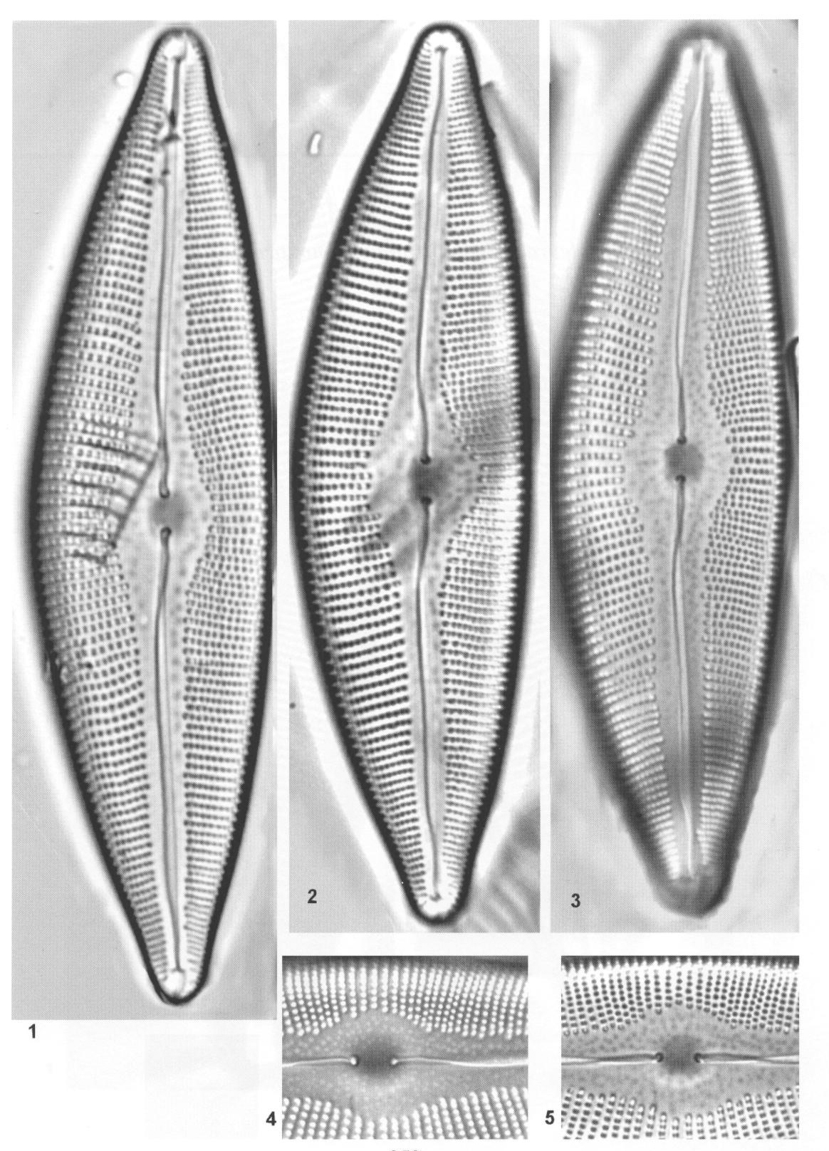 Cymbopleura crassipunctata orig illus