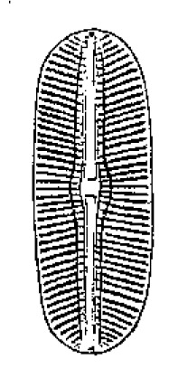 Diploneis boldtiana orig illus