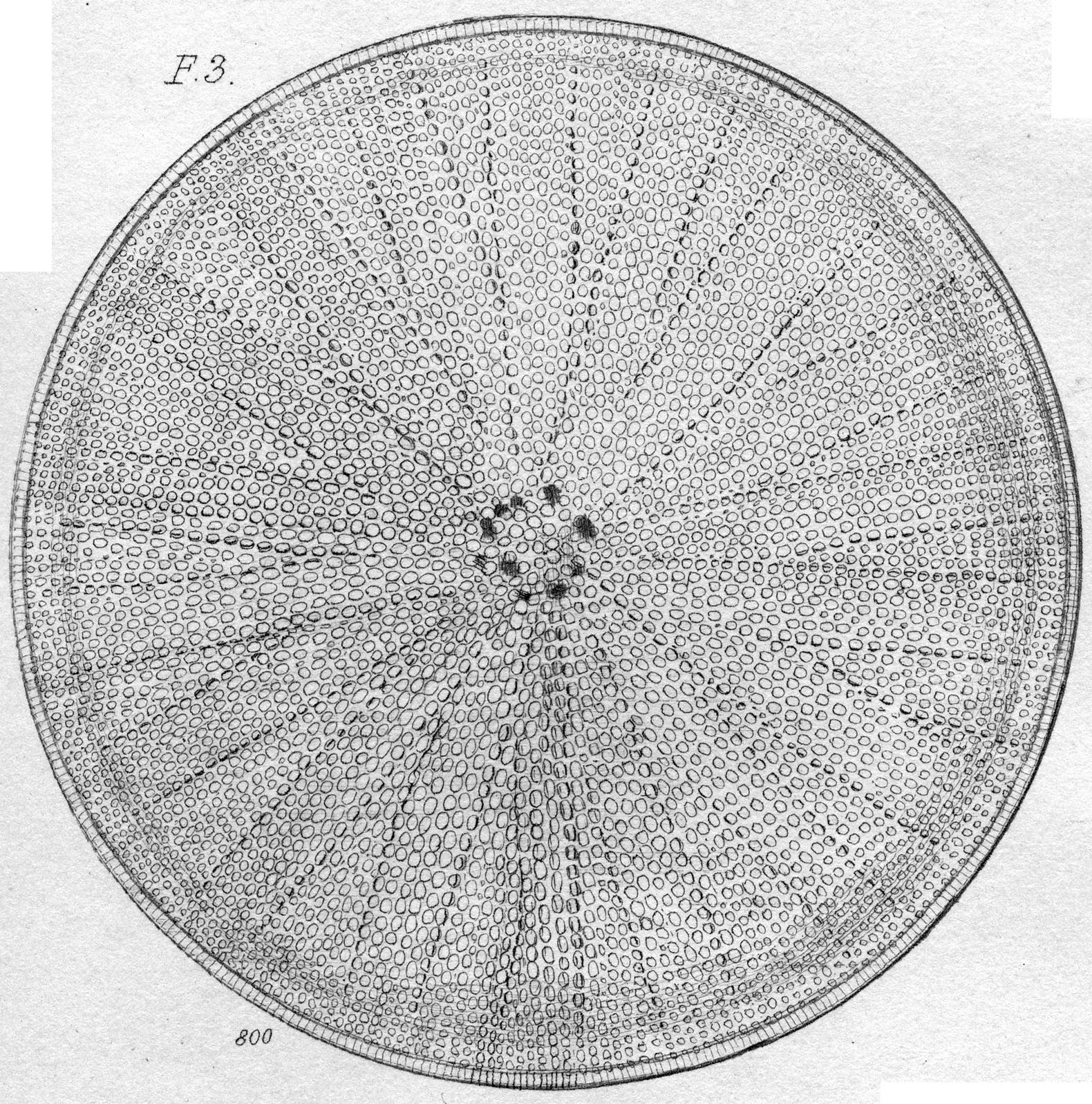 Coscinodiscus normanii orig illus