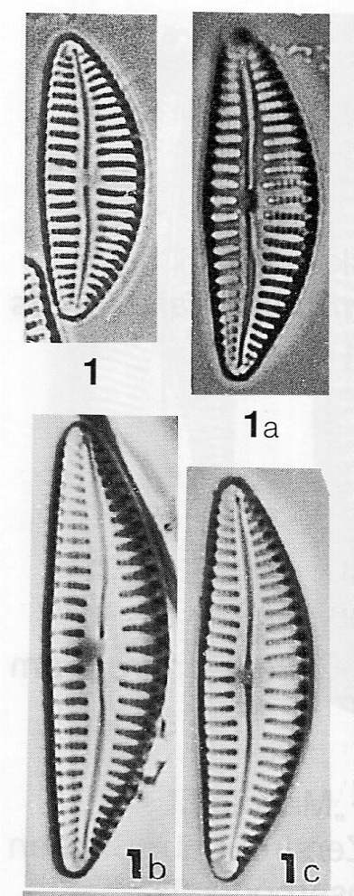 Cymbella hustedtii LECTOTYPE