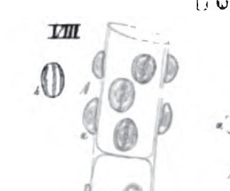 Cymbella pediculus orig illus