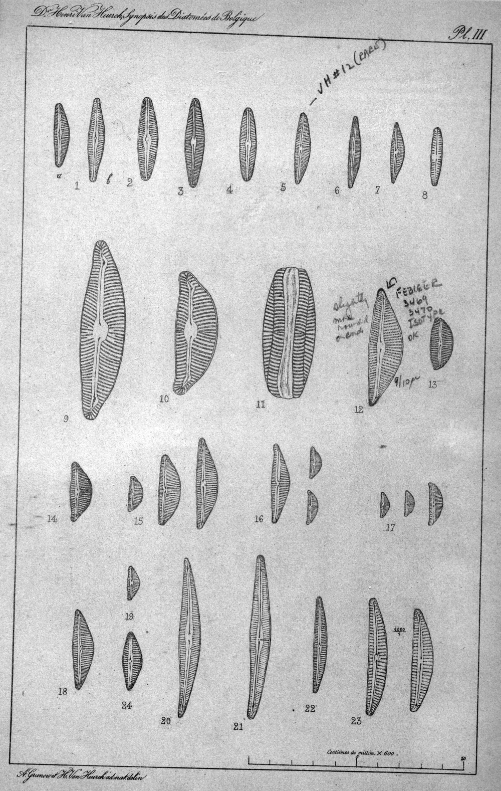 Cymbella subaequalis orig illus