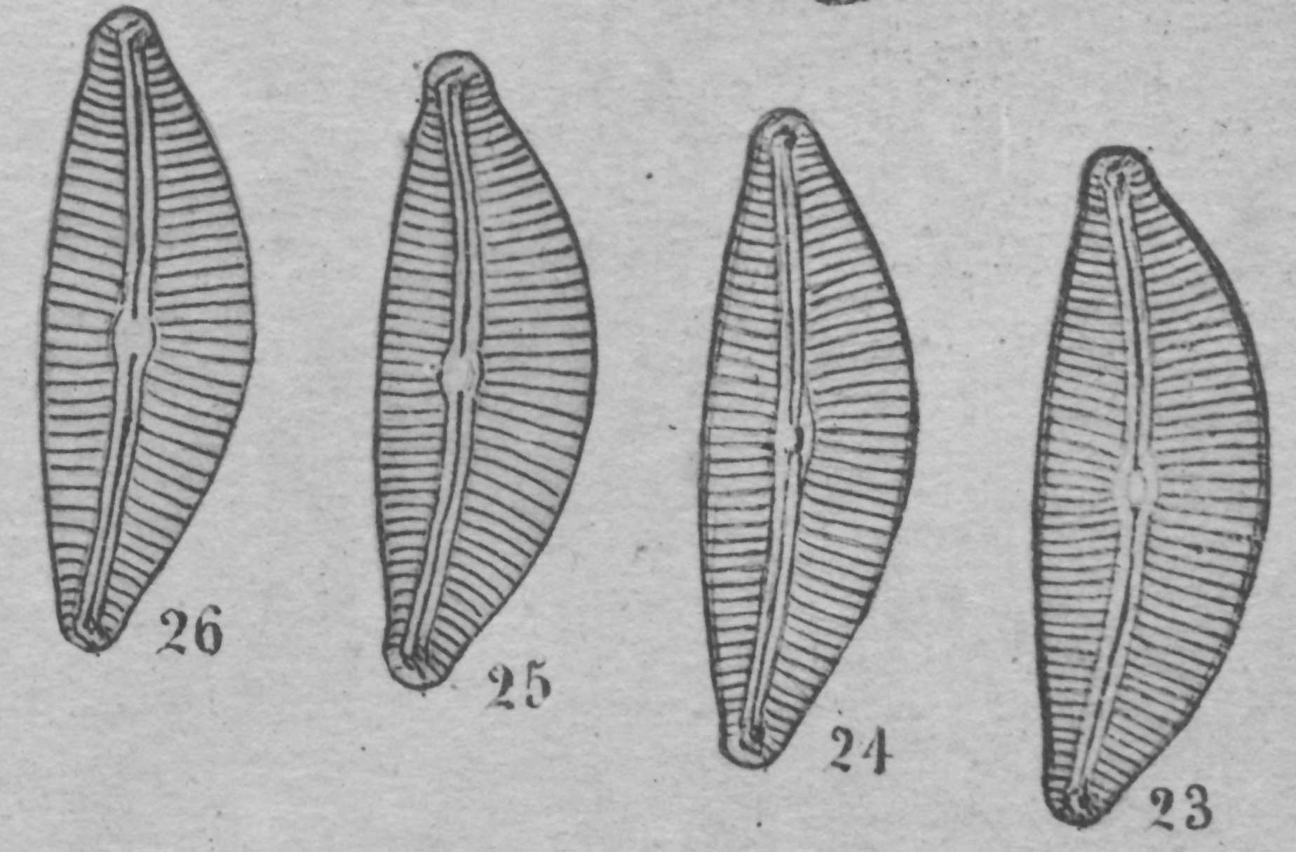 Cymbella turgidula orig illus