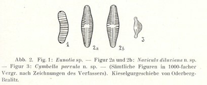 Cymbellafalsa diluviana orig illus 2