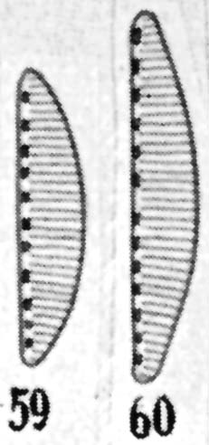 Cymbellonitzschia diluviana orig illus 2