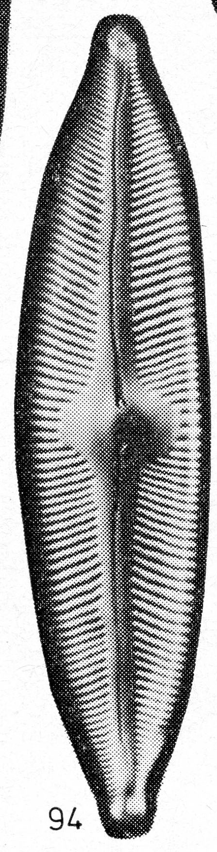 Cymbella pseudocuspidatai orig illus 2