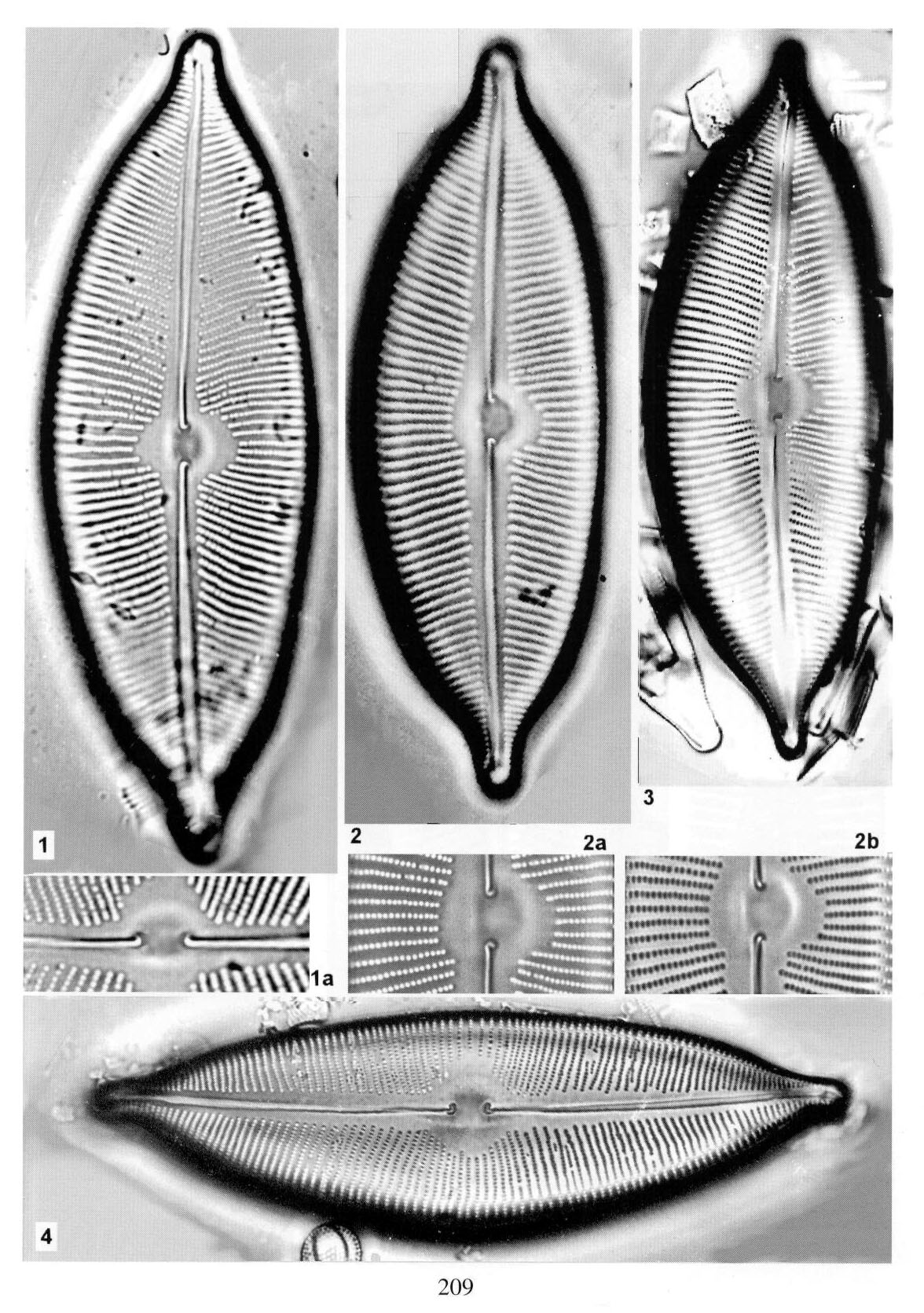 Cymbopleura apiculata orig illus 2