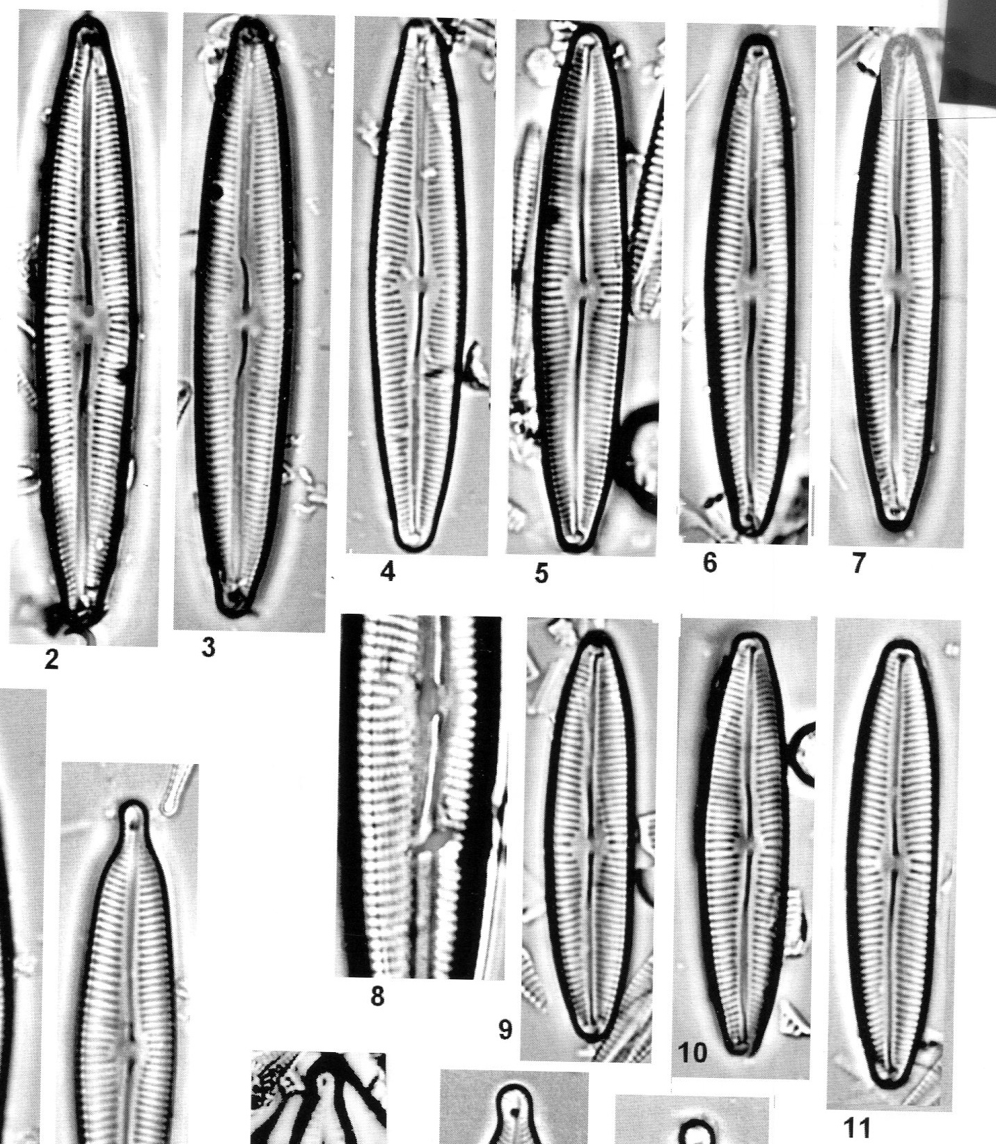 Cymbopleura incertiformis var. laterostrata orig illus