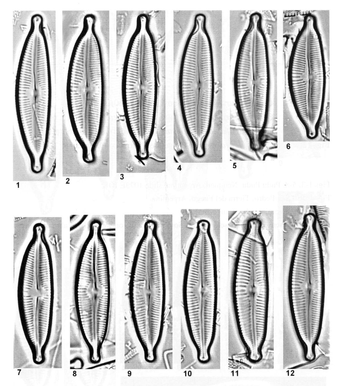 Cymbopleura sublanceolata orig illus 2