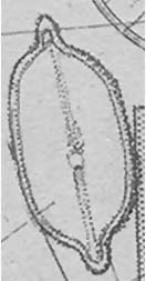 Decussata placenta orig illus