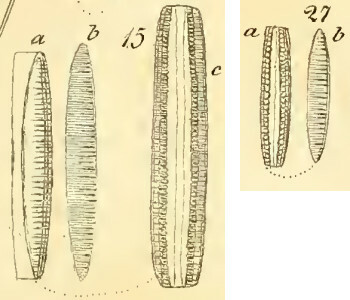 Denticula kuetzingii orig illus