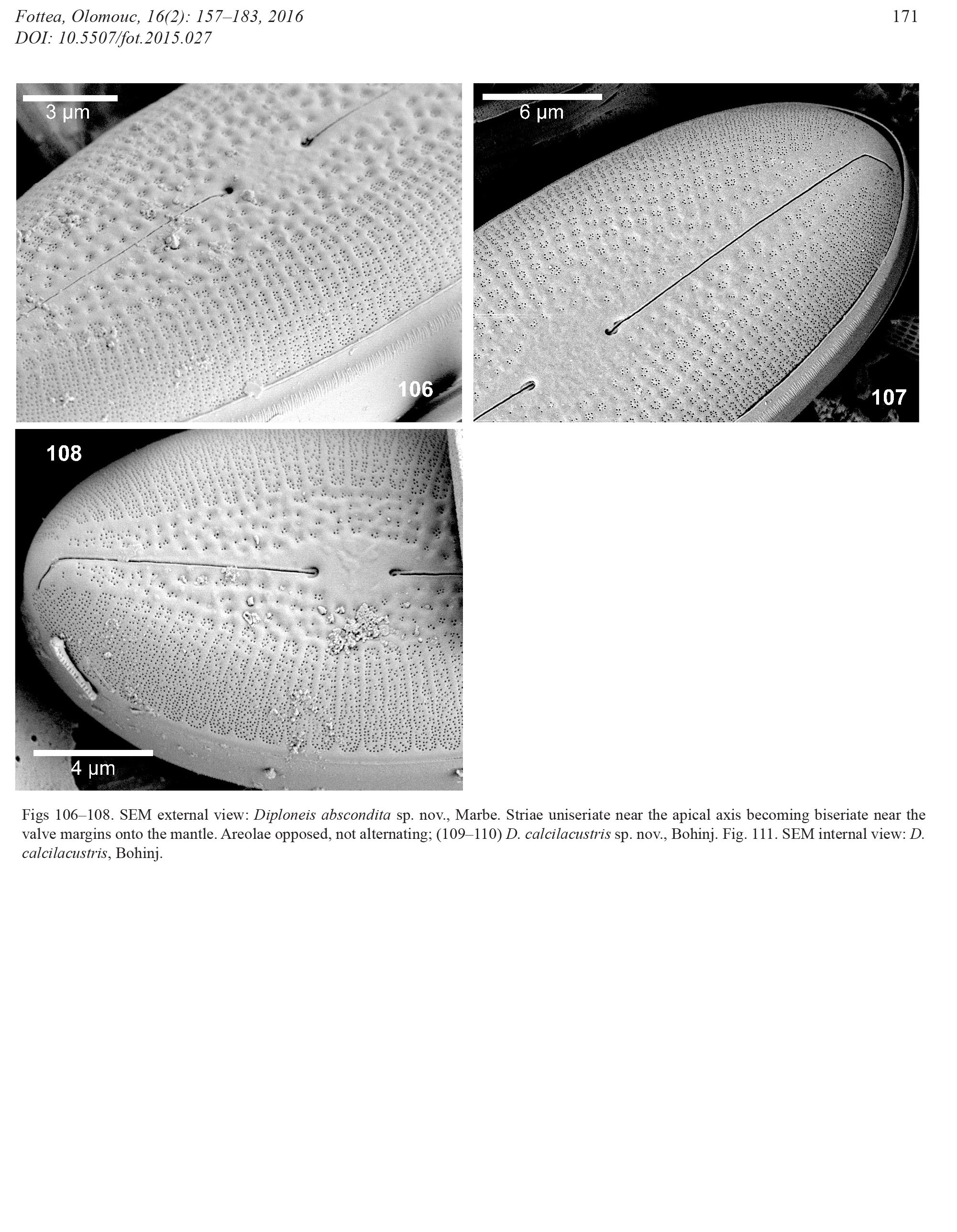 Diploneis Abscondita Orig Illus 02