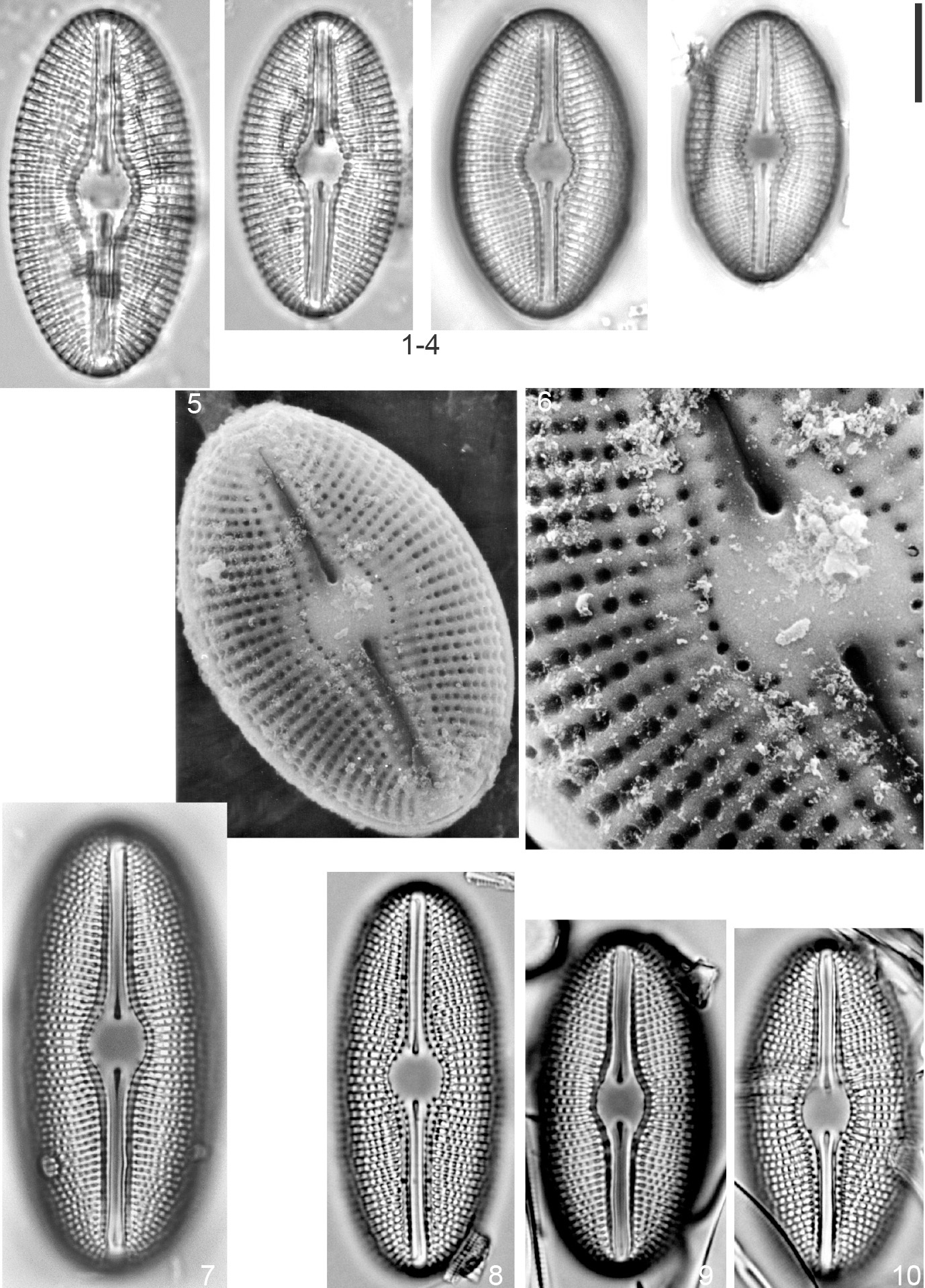 Diploneis mollenhaueri Orig Illus 2