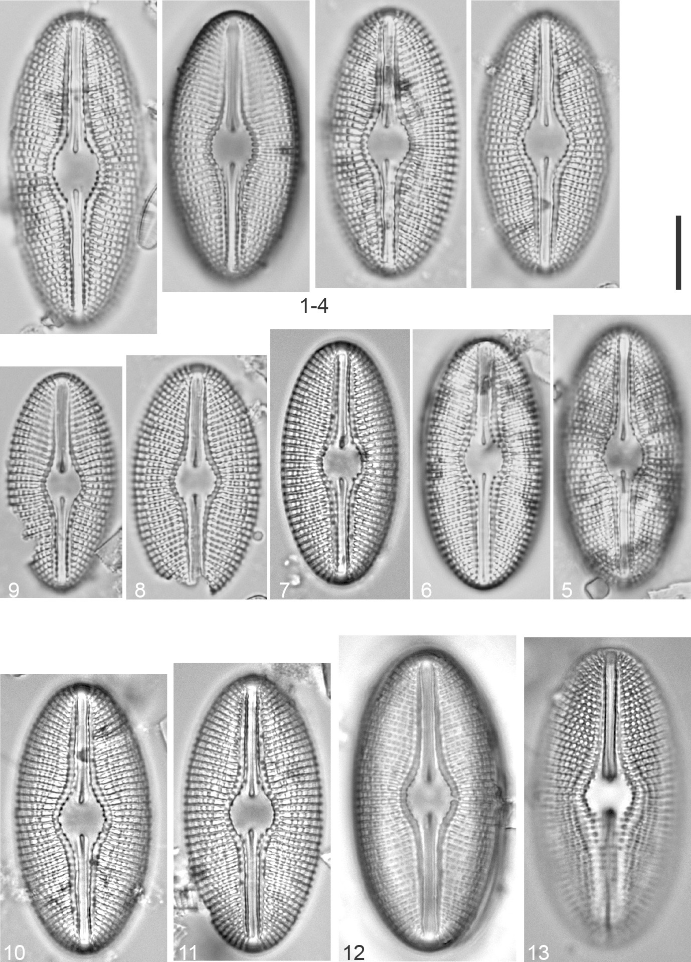 Diploneis mollenhaueri Orig Illus