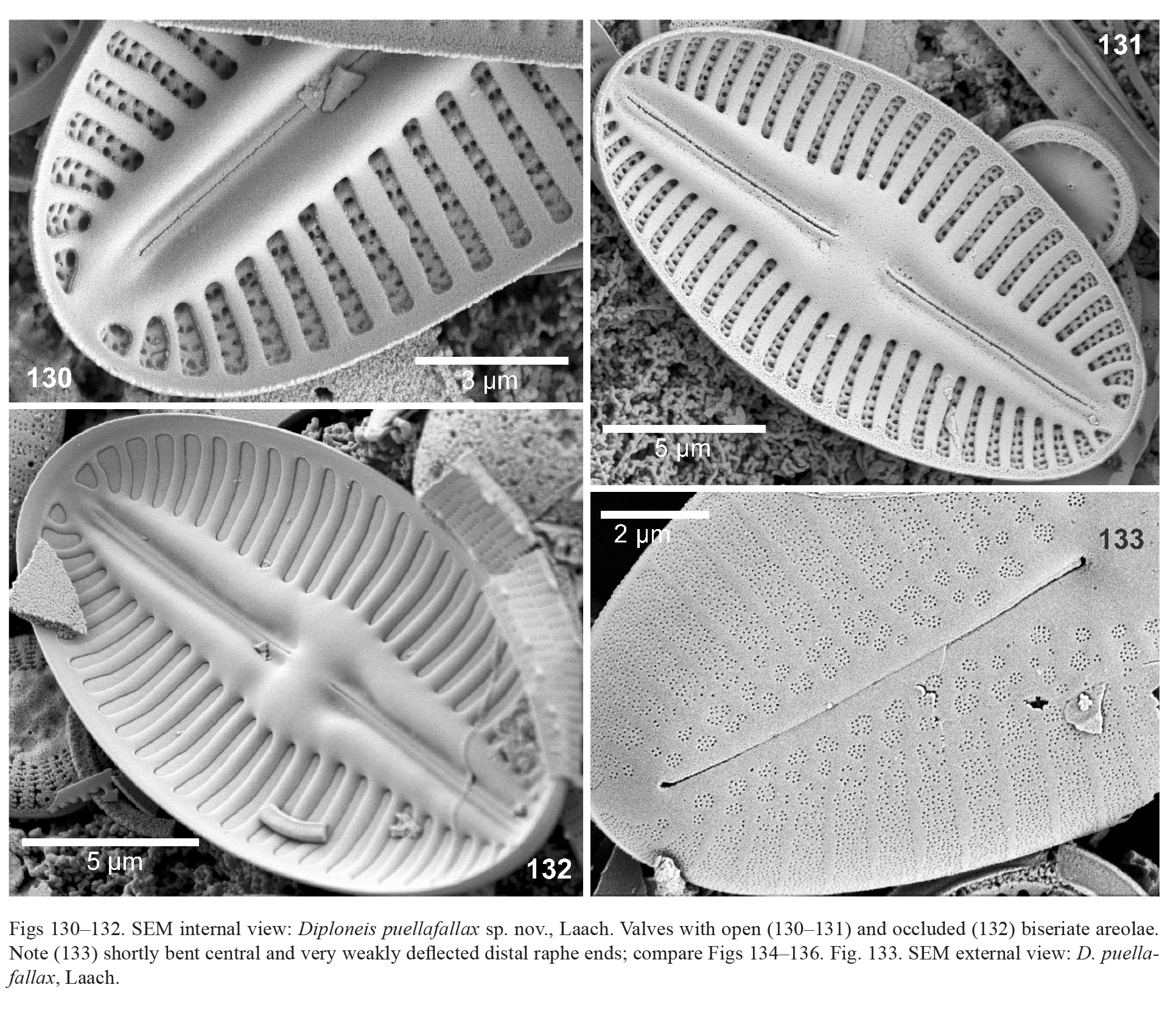 Diploneis Puellafallax Orig Illus 2