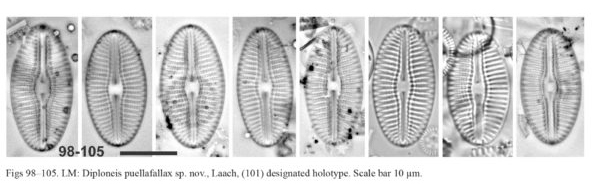 Diploneis Puellafallax Orig Illus
