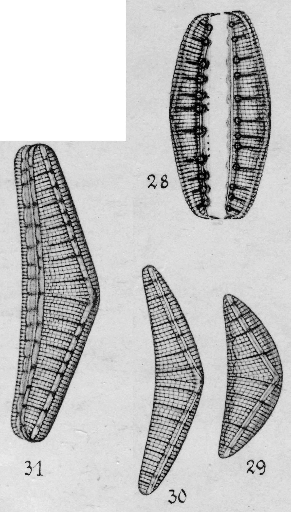 Epithemia reicheltii orig illus