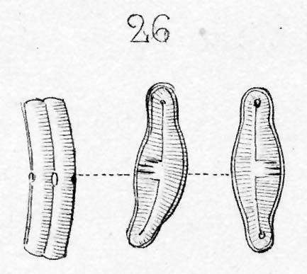 Eucocconeis alpestris orig illus 2