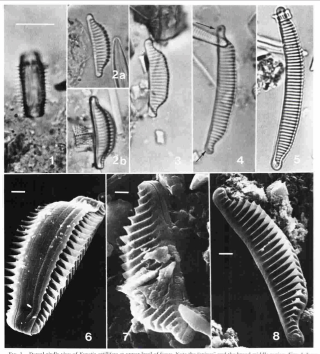 Eunotia catillifera orig illus