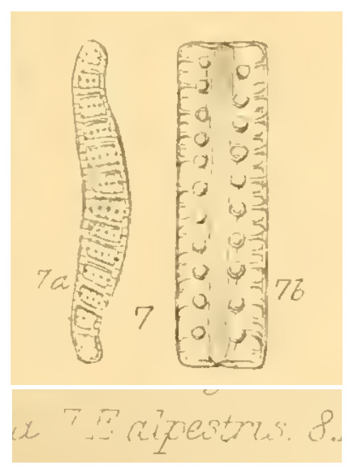 E alpestris orig illus