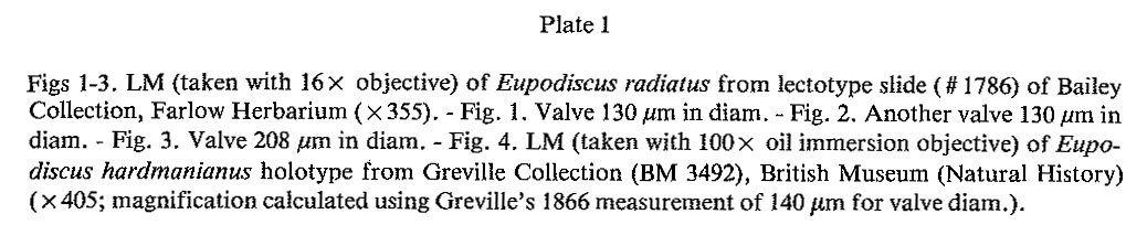 Eupodiscus radiatus orig desc