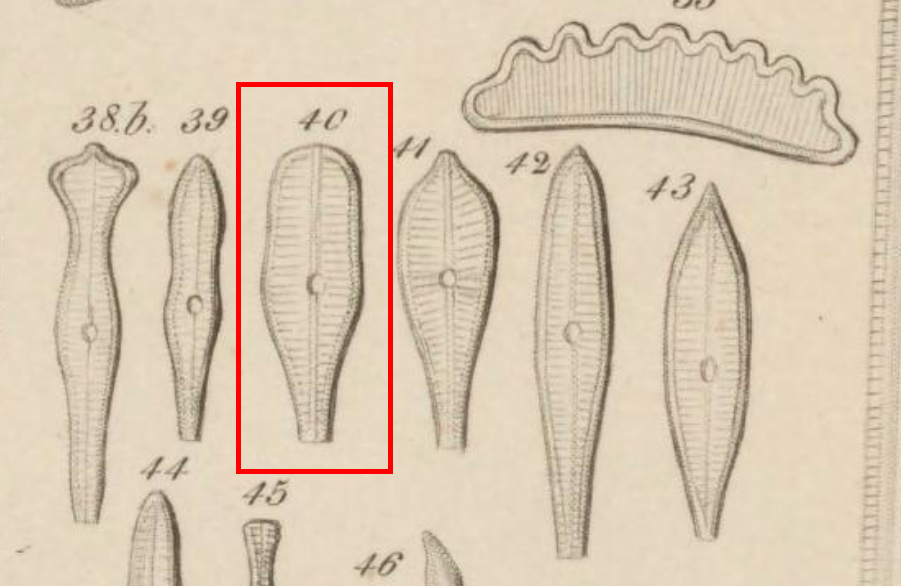 Ehrenberg 1854 T2 fig40